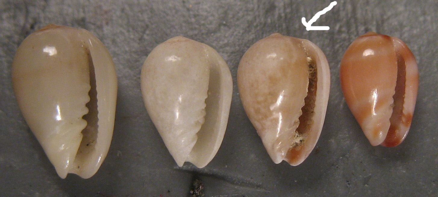 Riflessioni su Gibberula caelata e reconcdita